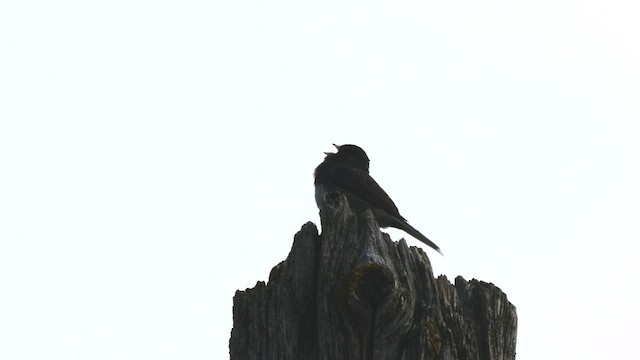 Kara Gözlü Junko (hyemalis/carolinensis) - ML568775471