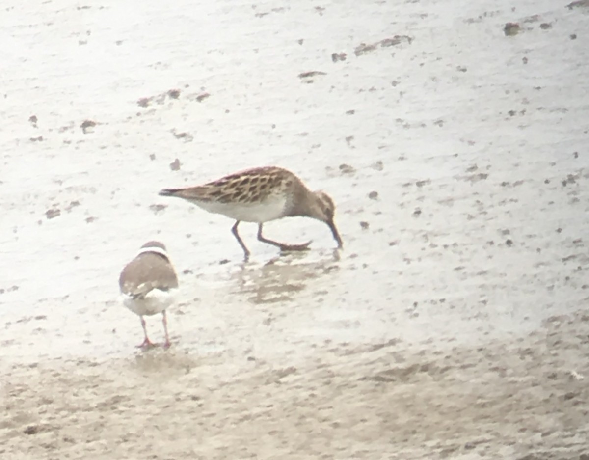 Pectoral Sandpiper - ML56877611