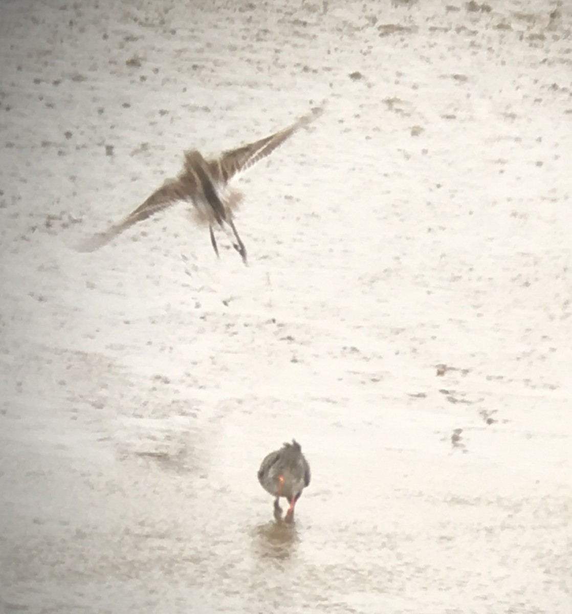 Graubrust-Strandläufer - ML56877621