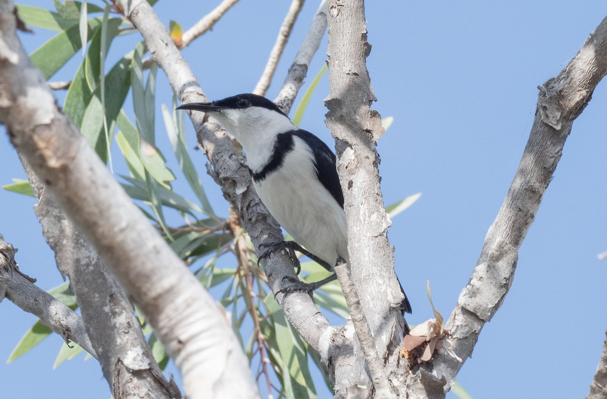 Banded Honeyeater - Philip Griffin