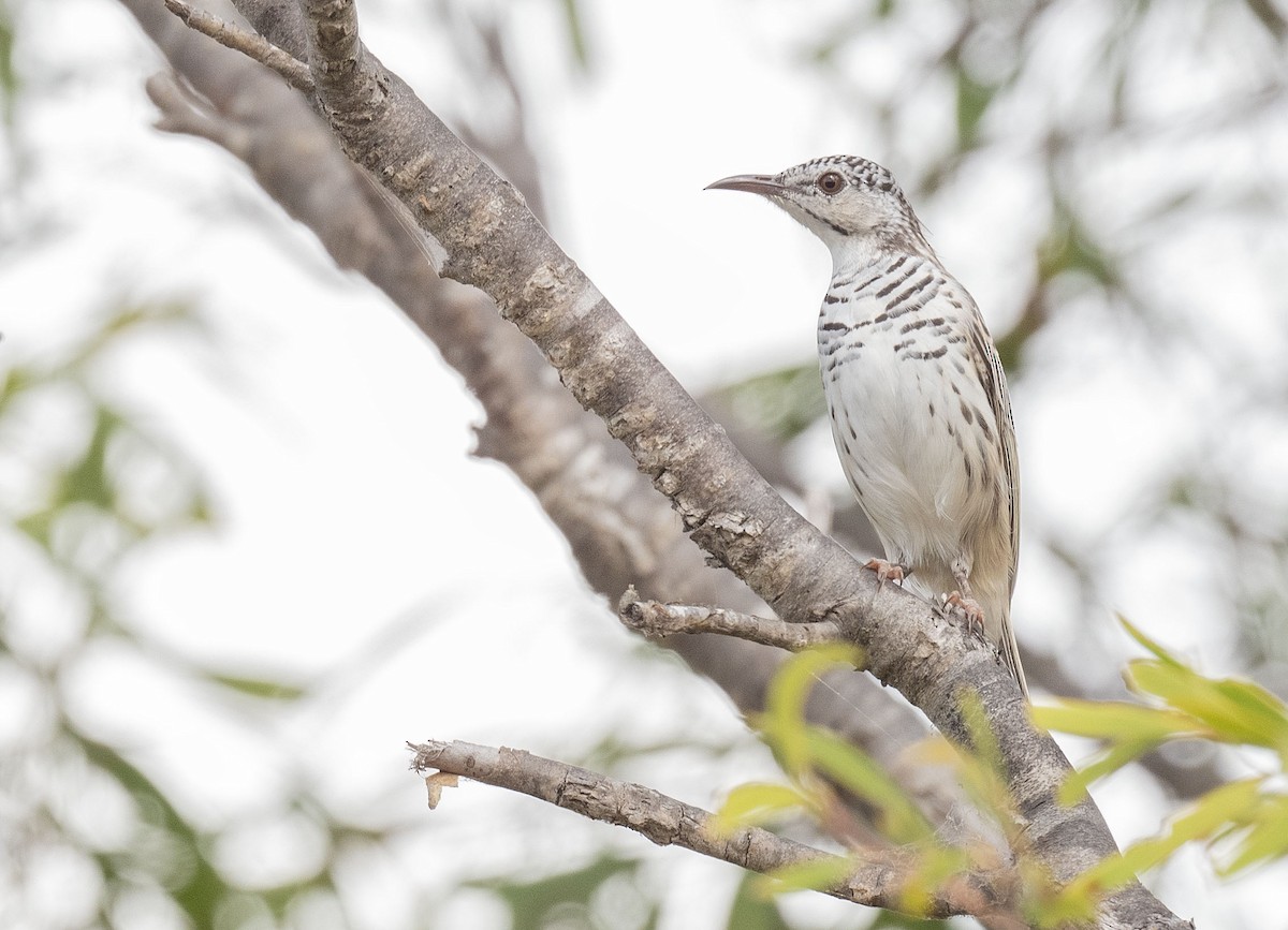 Bar-breasted Honeyeater - ML568776421