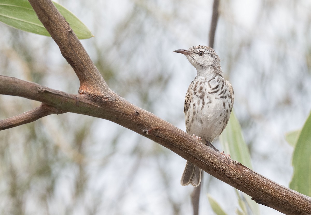 Bar-breasted Honeyeater - Philip Griffin