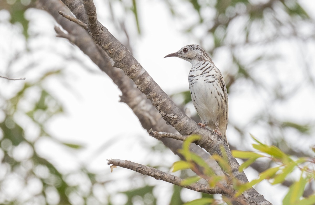 Bar-breasted Honeyeater - Philip Griffin
