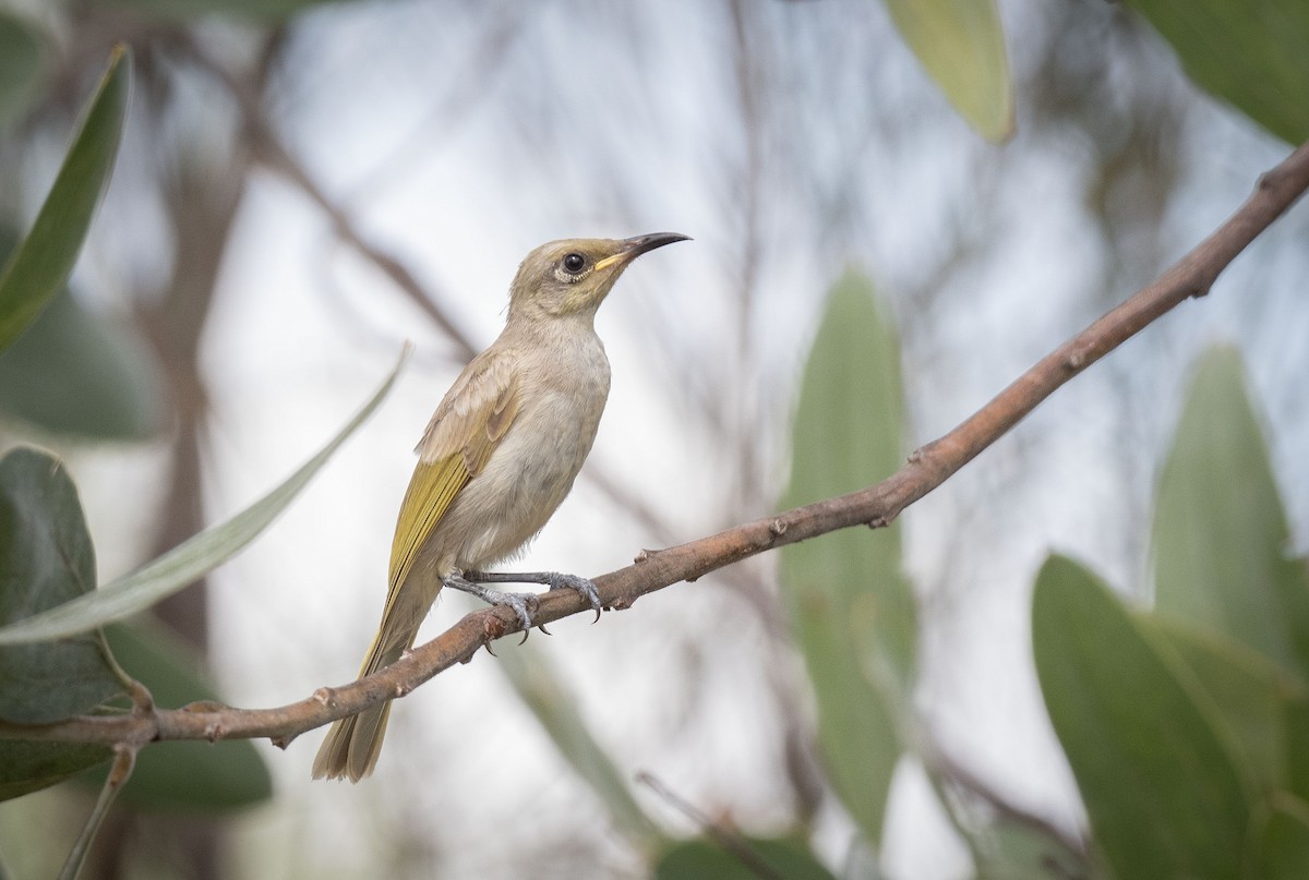 Brown Honeyeater - ML568776491