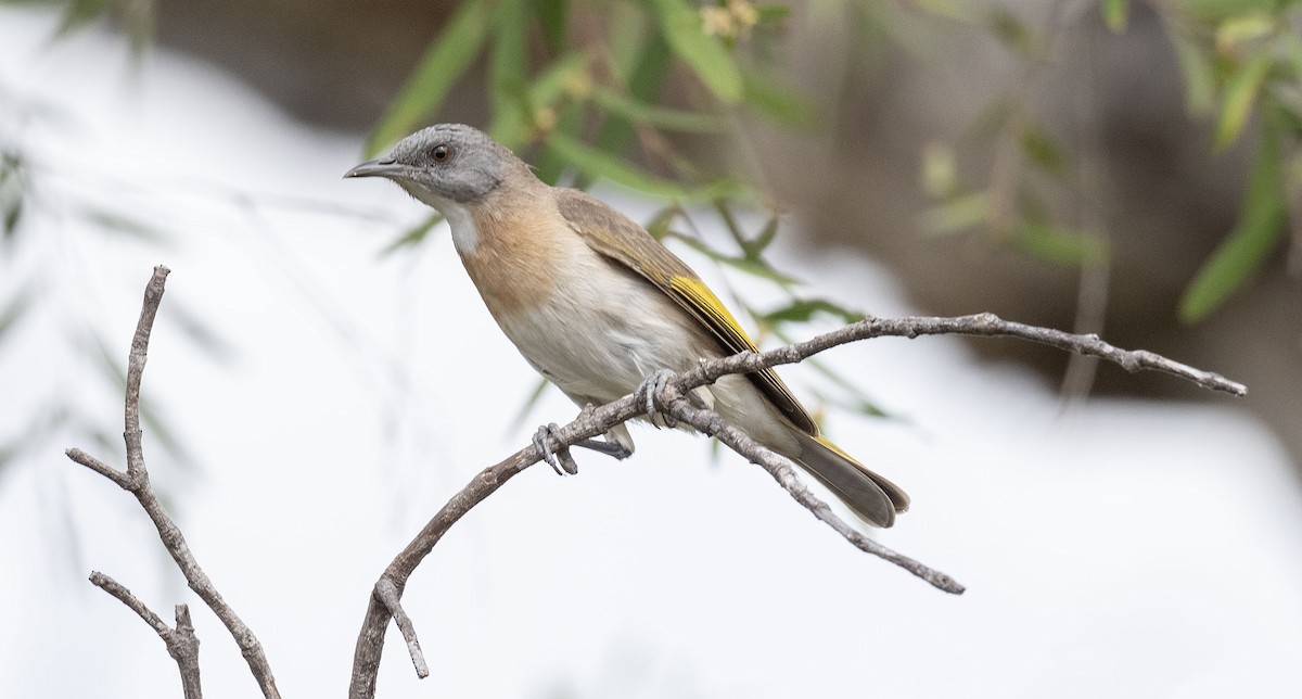 Rufous-banded Honeyeater - ML568776571