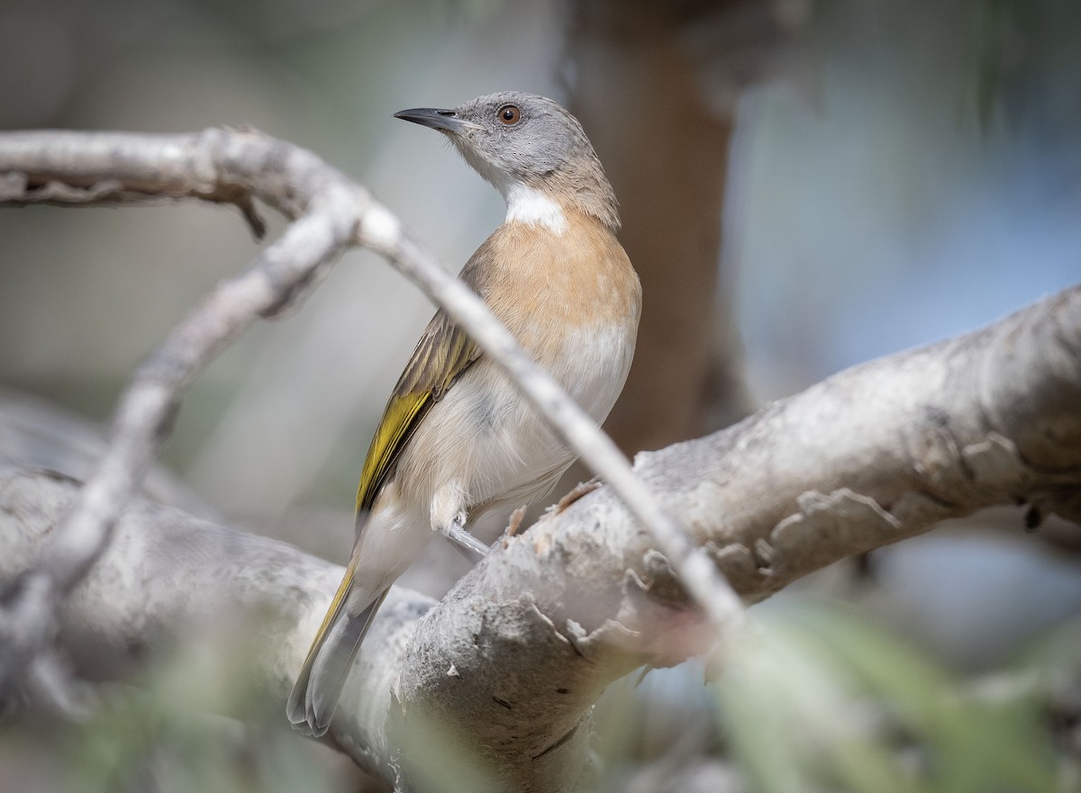 Rufous-banded Honeyeater - Philip Griffin