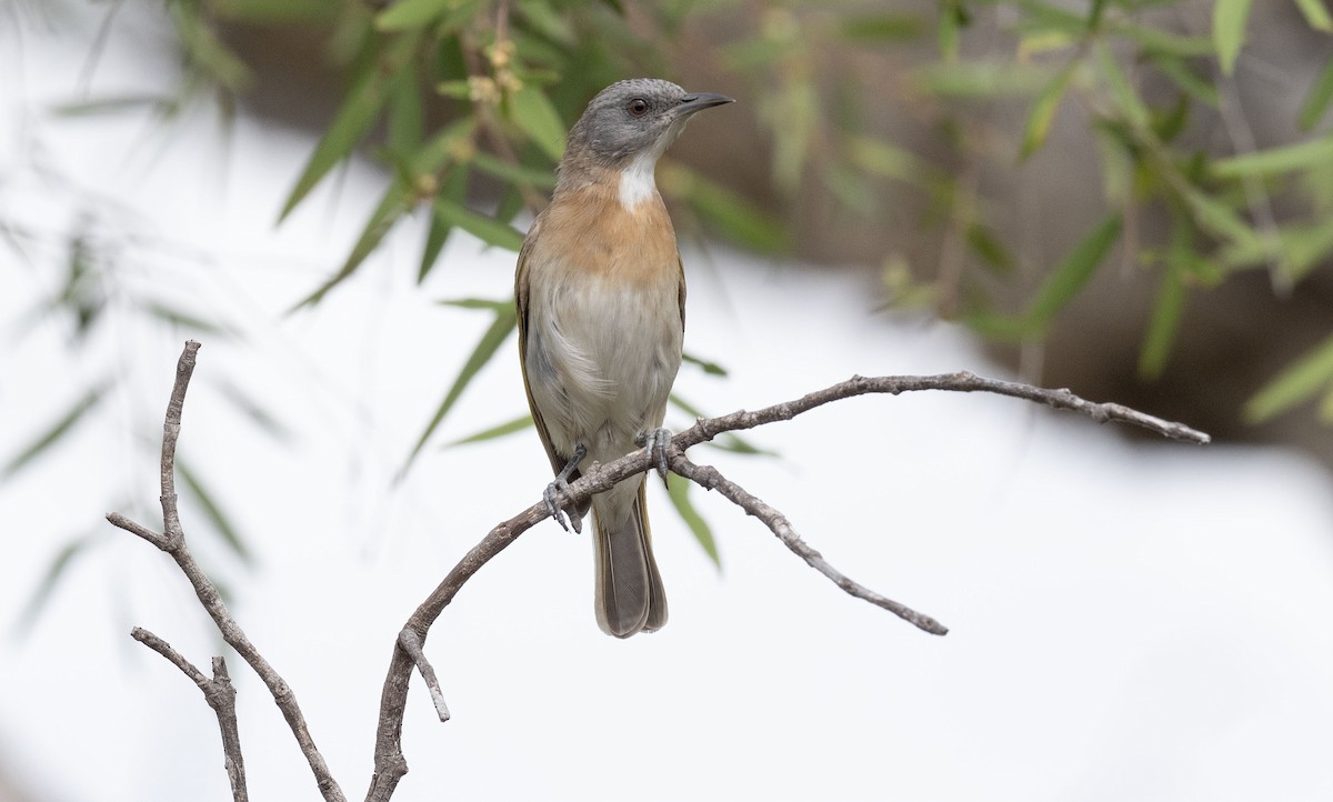 Rufous-banded Honeyeater - Philip Griffin