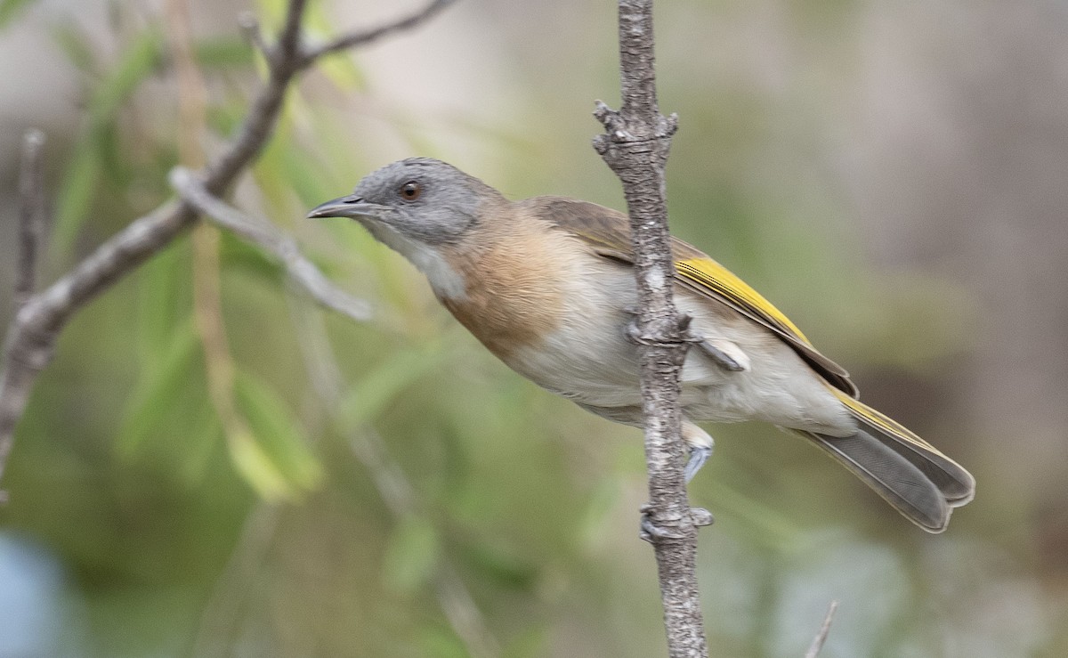 Rufous-banded Honeyeater - Philip Griffin