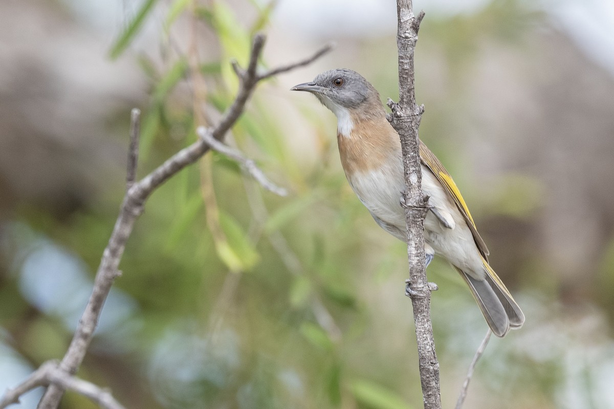 Rufous-banded Honeyeater - Philip Griffin