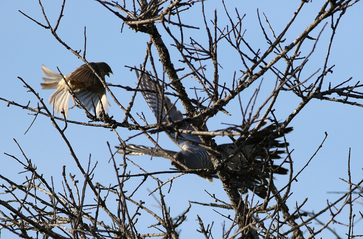 Common Cuckoo - Miguel García