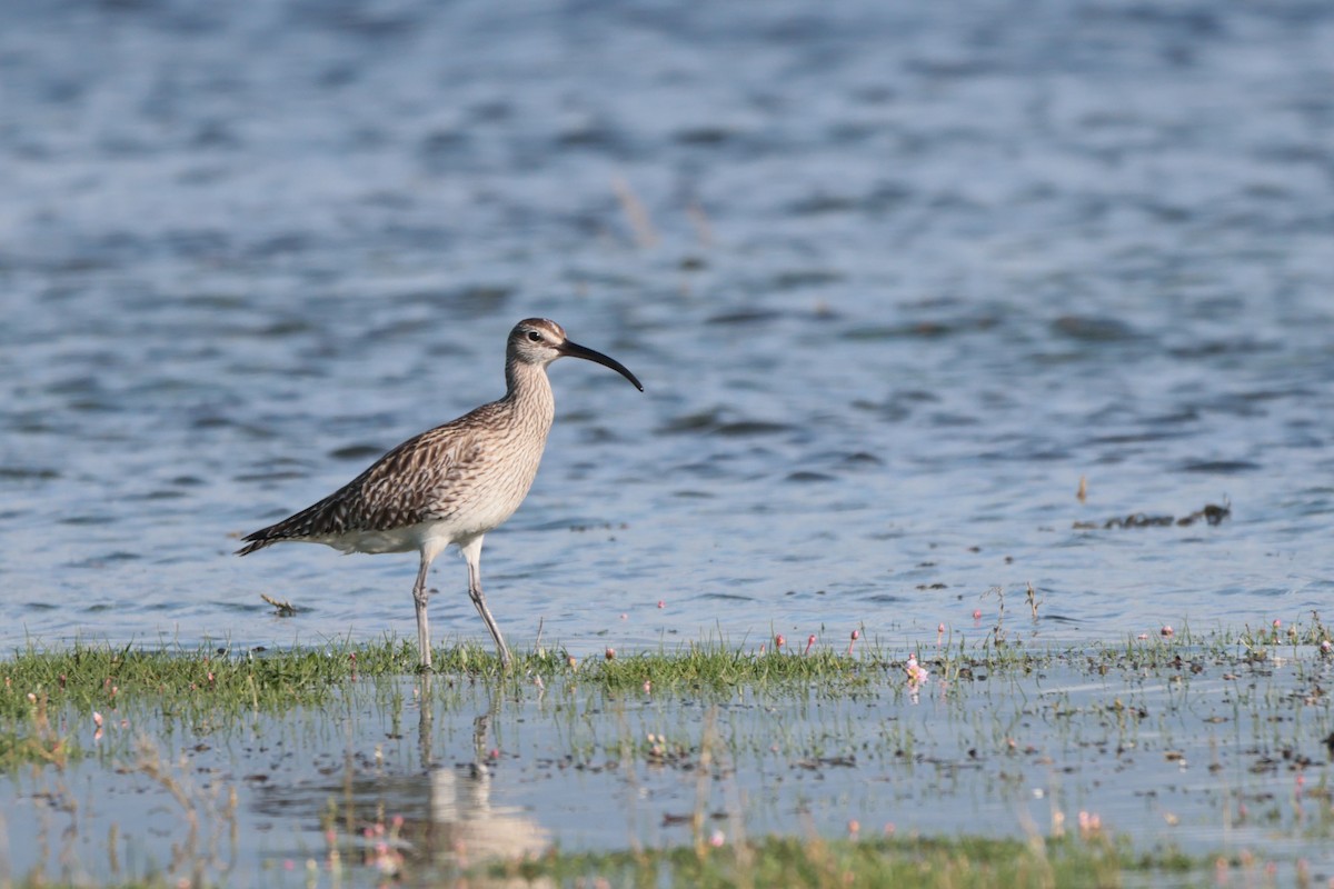 Whimbrel - ML568777391