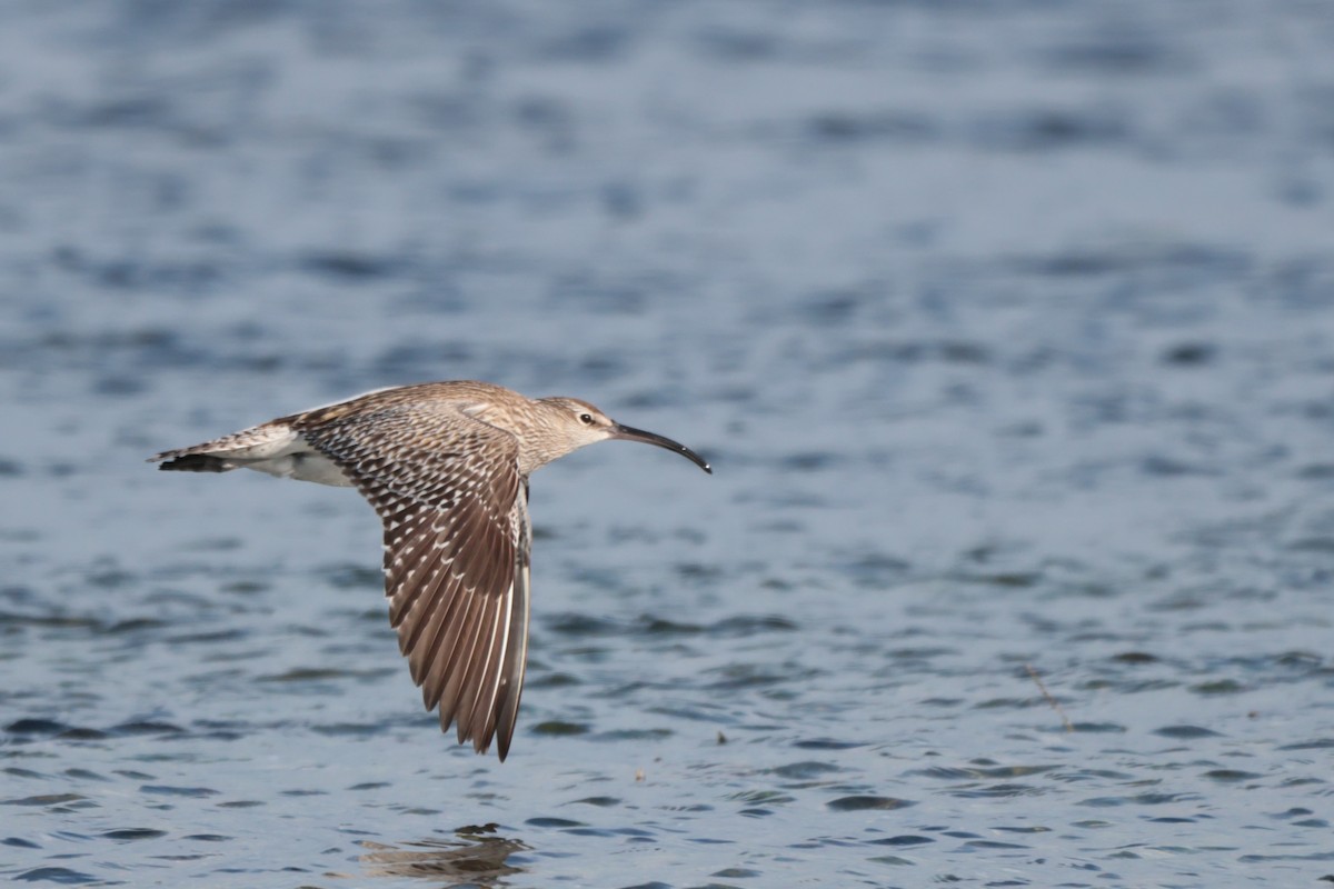 Whimbrel - ML568777401