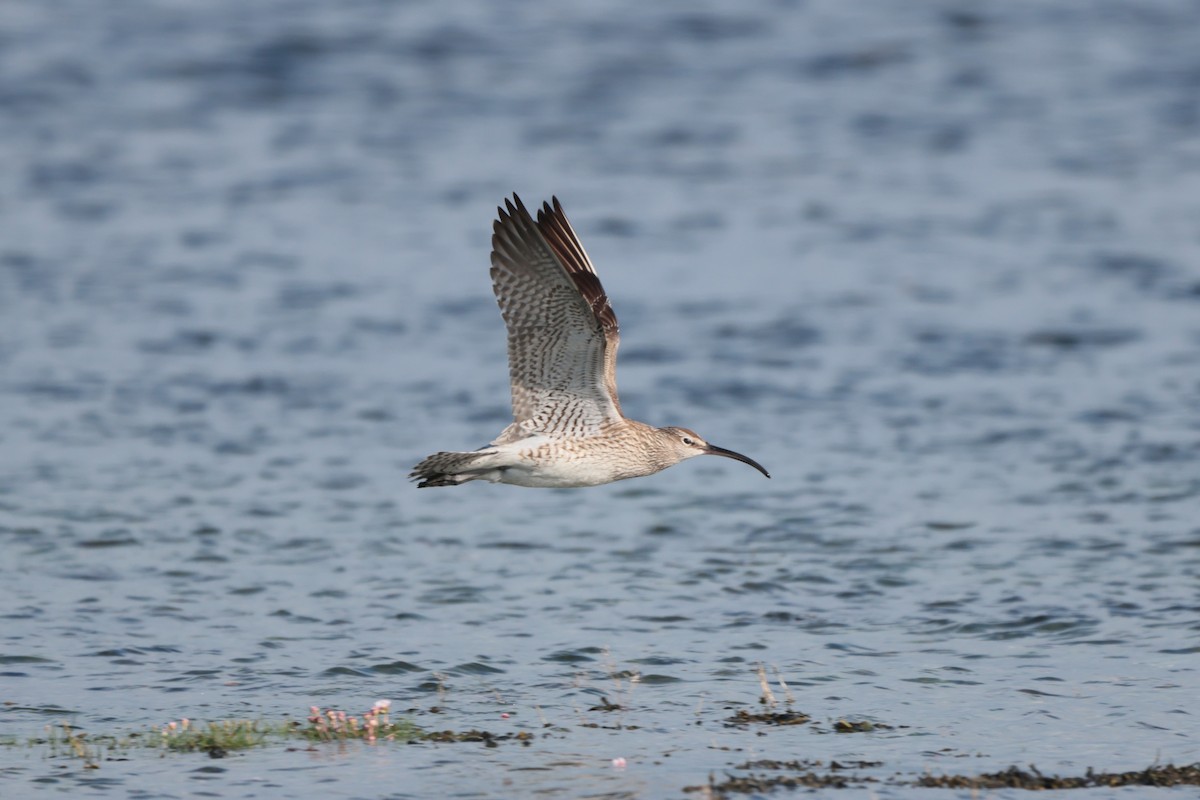 Whimbrel - ML568777411