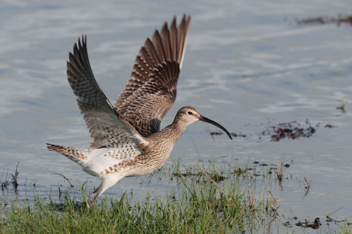 Whimbrel - ML568777421