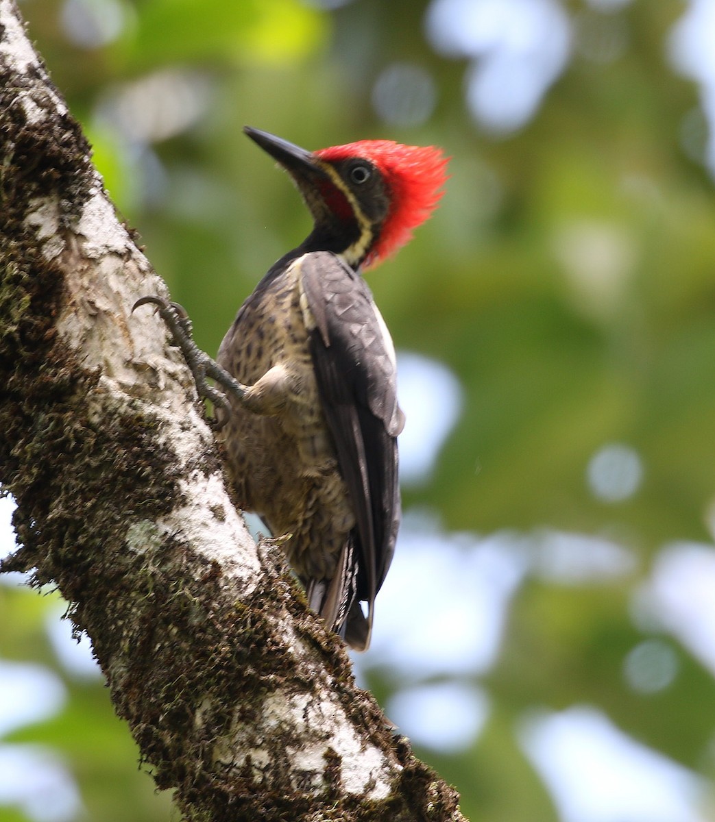 Lineated Woodpecker - ML568777461