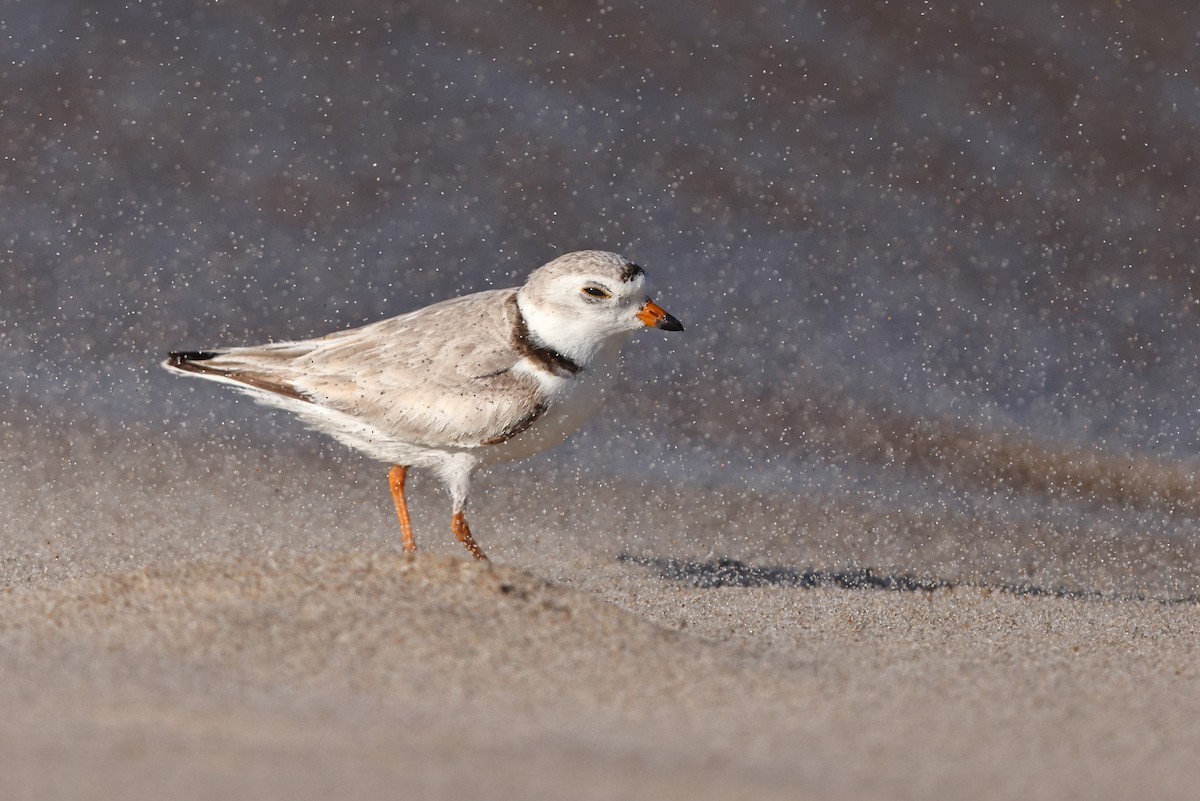 Piping Plover - ML568778051