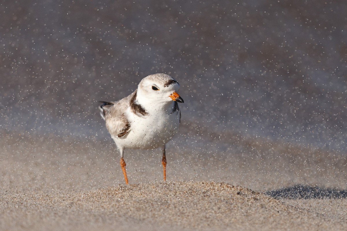 Piping Plover - ML568778191