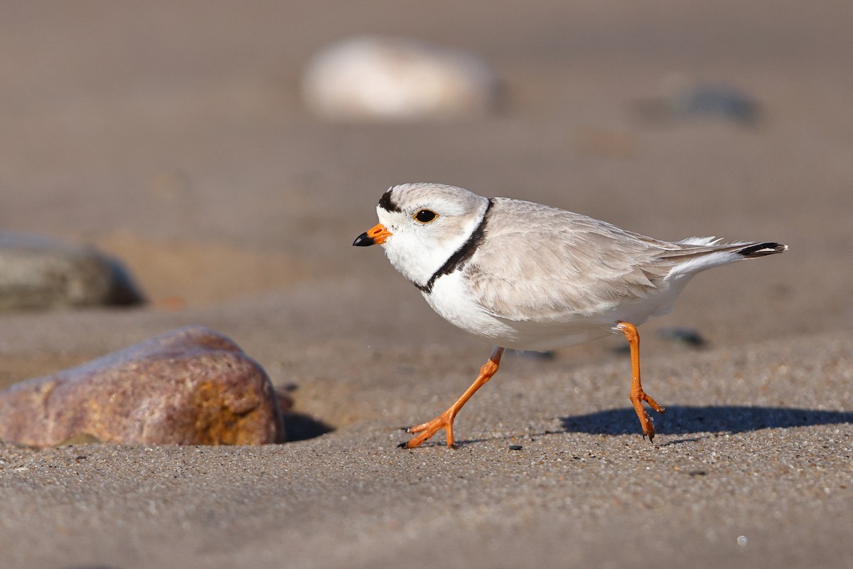 Piping Plover - ML568778201