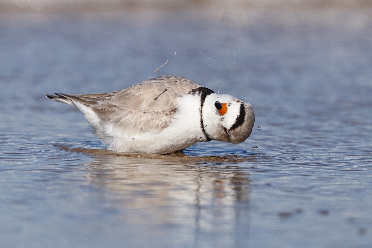 Piping Plover - ML568778271