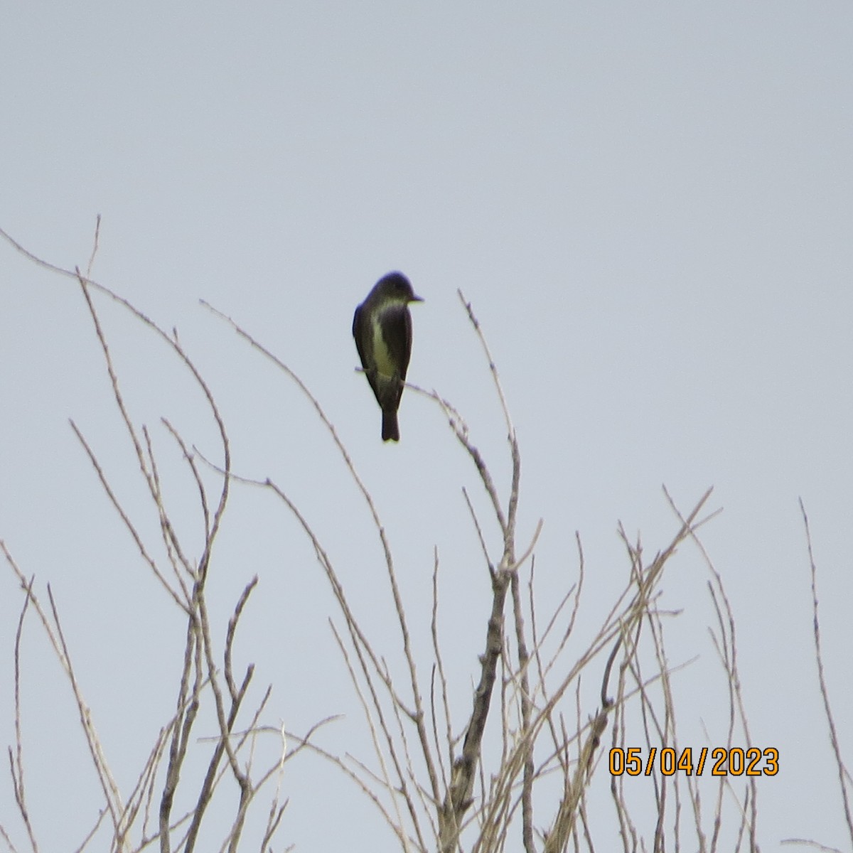 Olive-sided Flycatcher - ML568779531