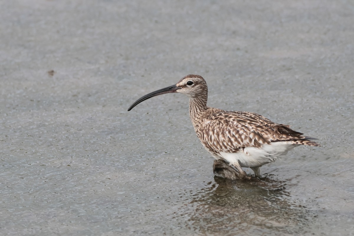 Whimbrel - ML568779671