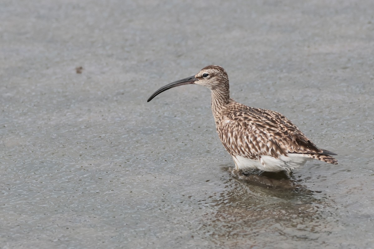 Whimbrel - ML568779691