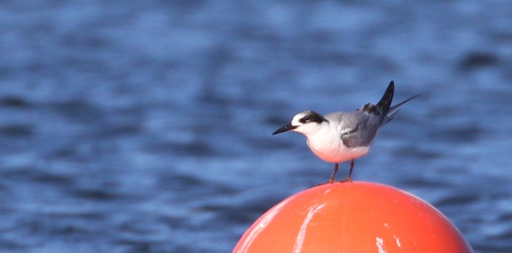 Least Tern - ML568780471