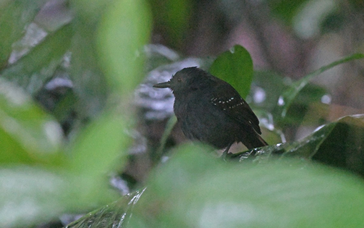 Magdalena Antbird - ML568780491