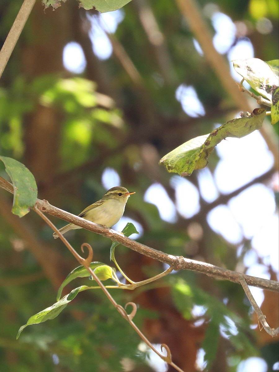 Davison's Leaf Warbler - Matthias Alberti