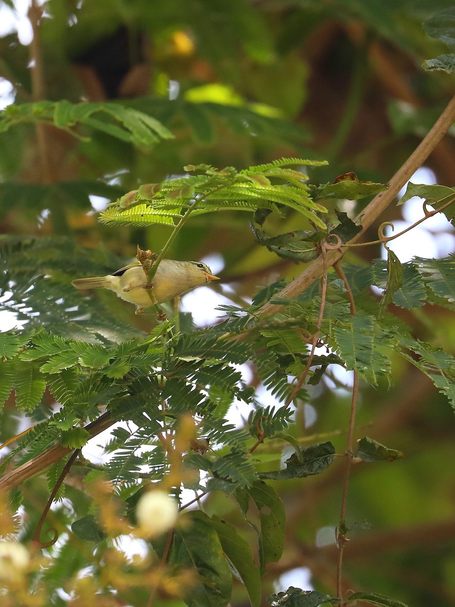 Davison's Leaf Warbler - Matthias Alberti