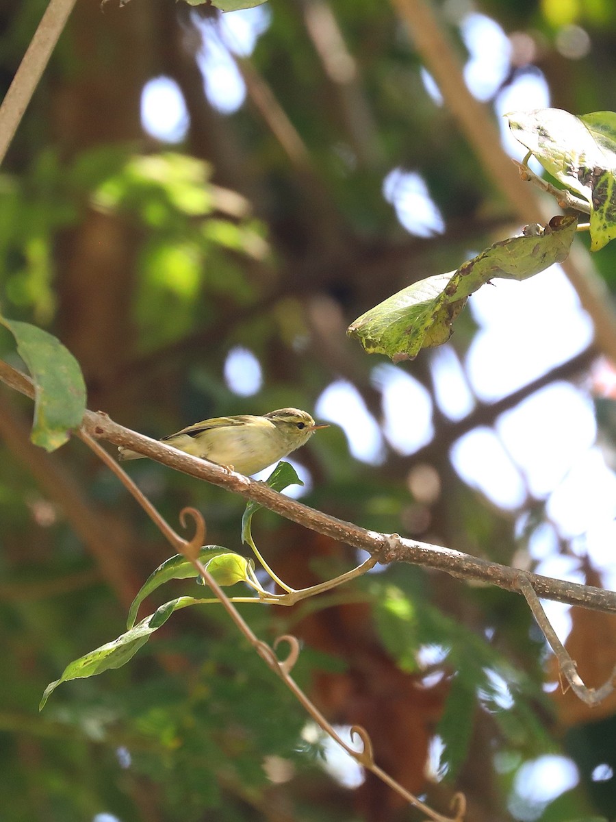 Davison's Leaf Warbler - Matthias Alberti