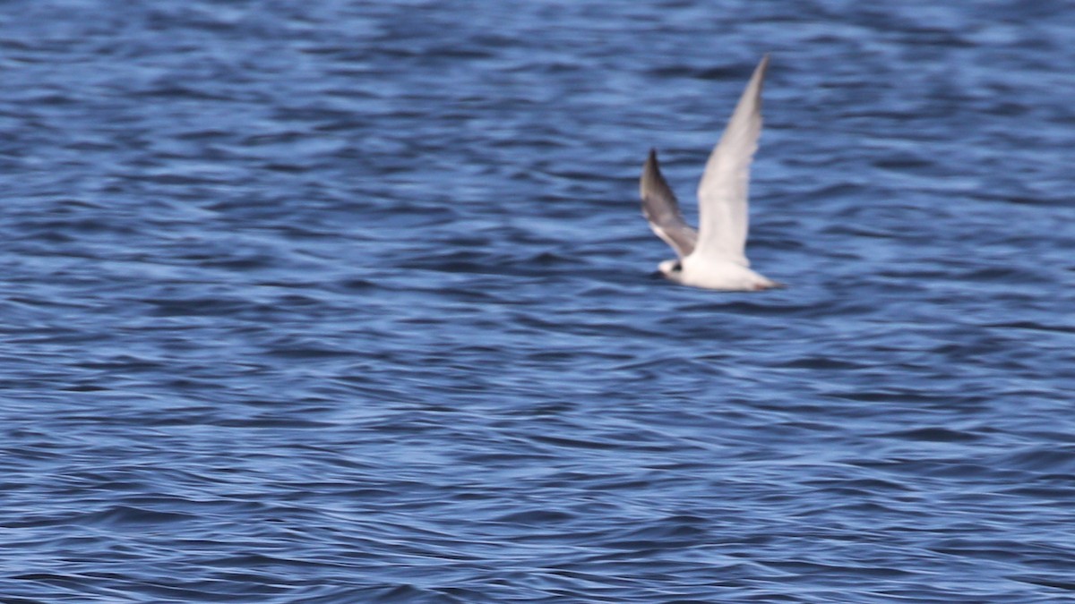 Least Tern - ML568783671