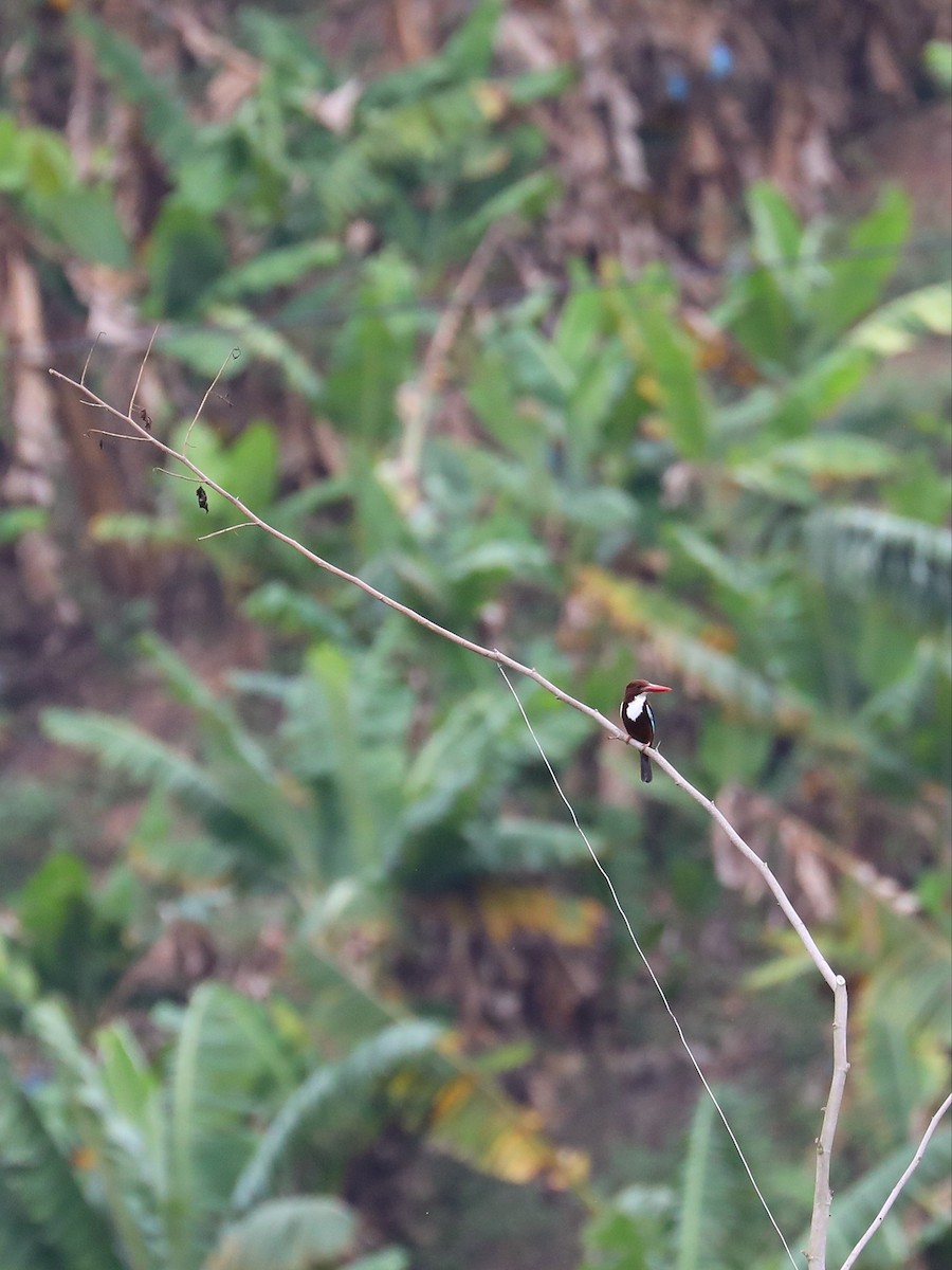 White-throated Kingfisher - ML568784321