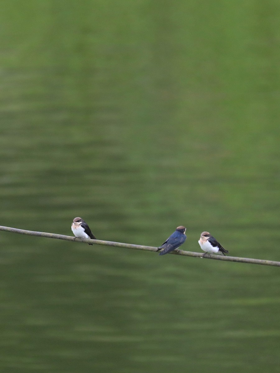 Wire-tailed Swallow - Matthias Alberti
