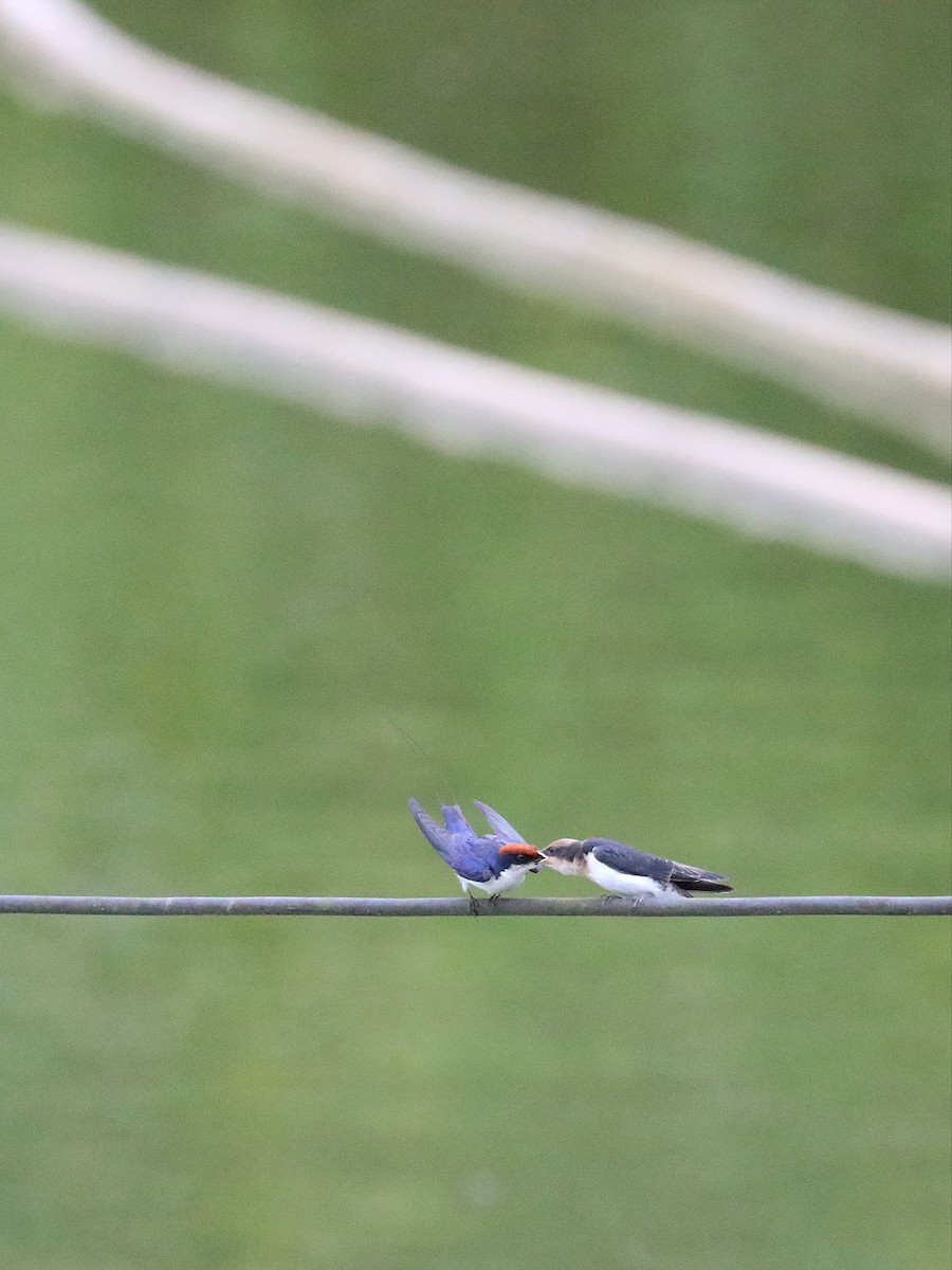Wire-tailed Swallow - Matthias Alberti