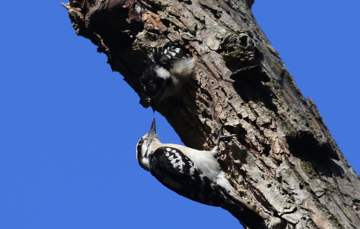 Downy Woodpecker - ML568784911