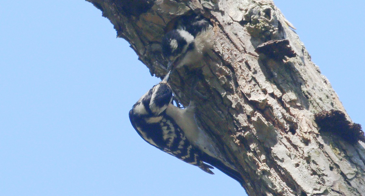 Downy Woodpecker - ML568786151