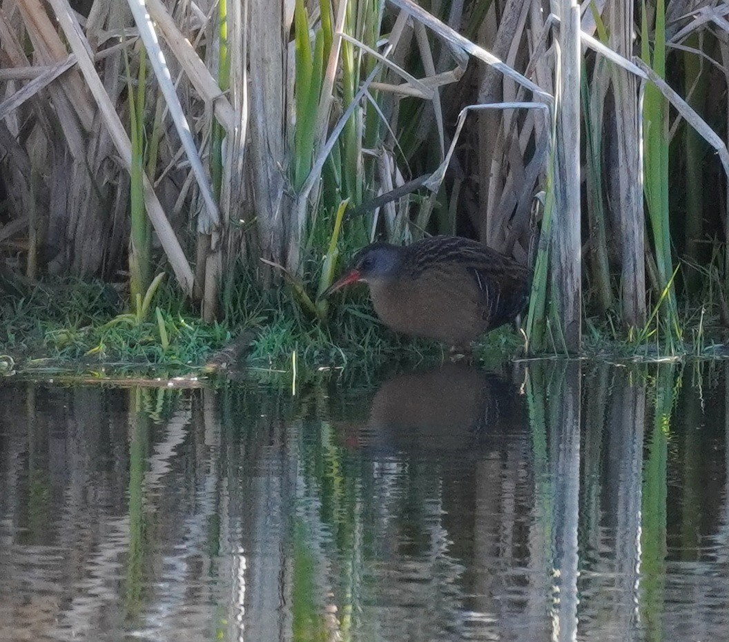 Virginia Rail - ML568787321