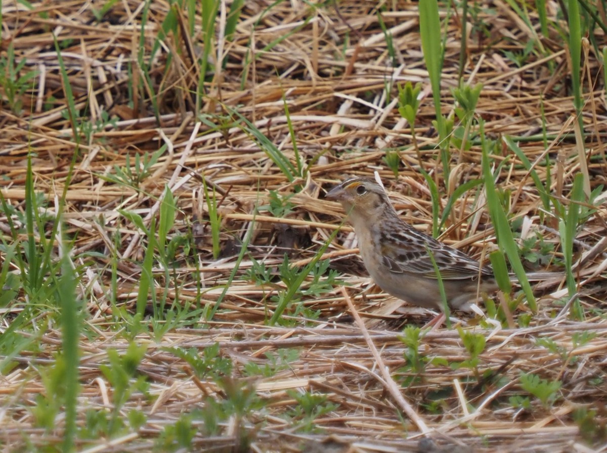 Grasshopper Sparrow - ML568787991