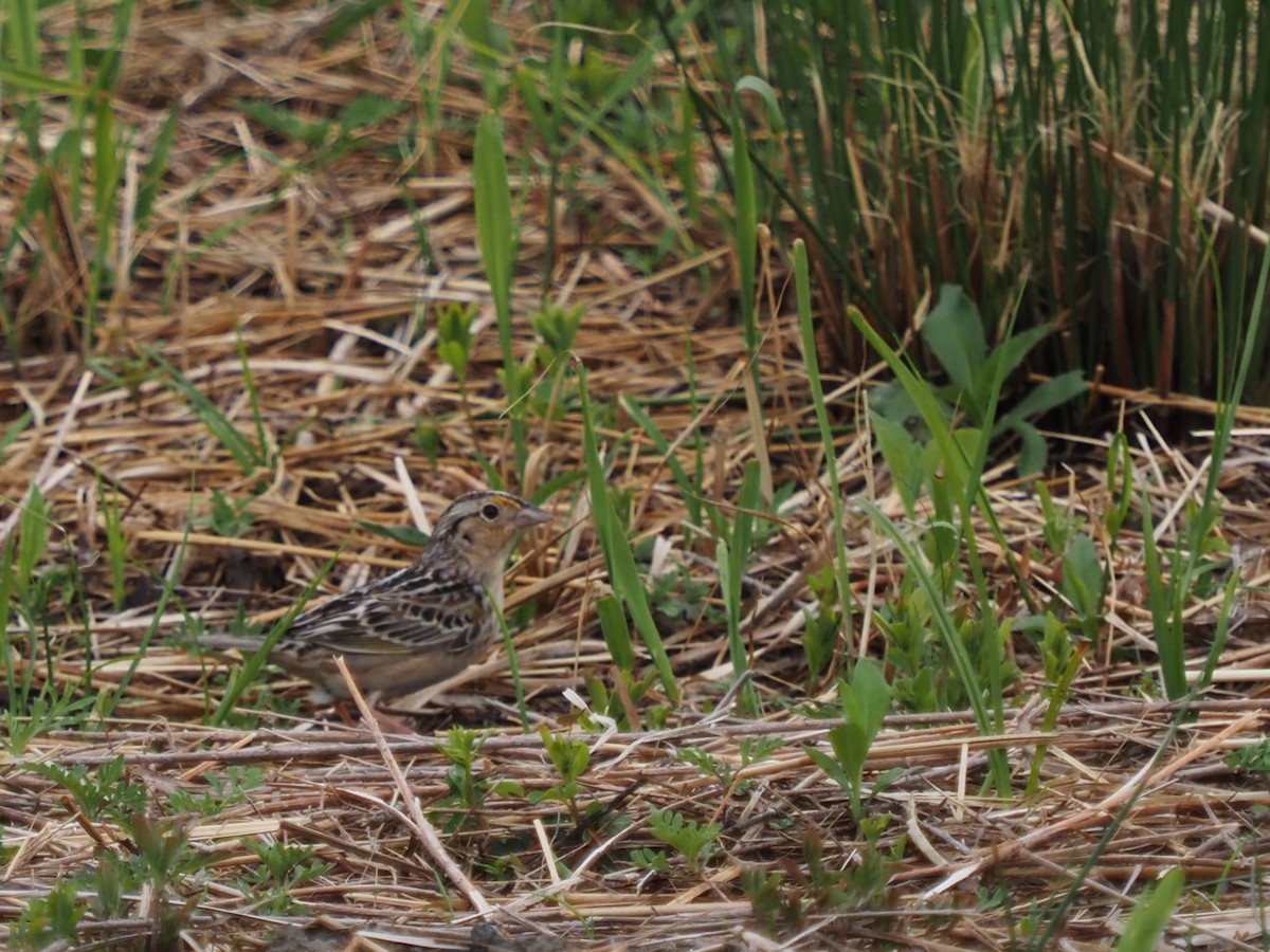 Grasshopper Sparrow - ML568788001