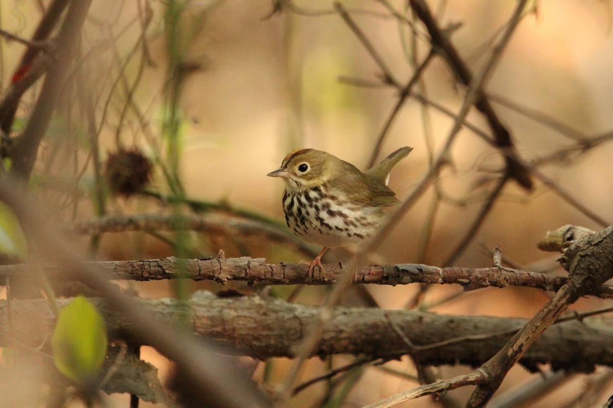 Ovenbird - Keith Leonard