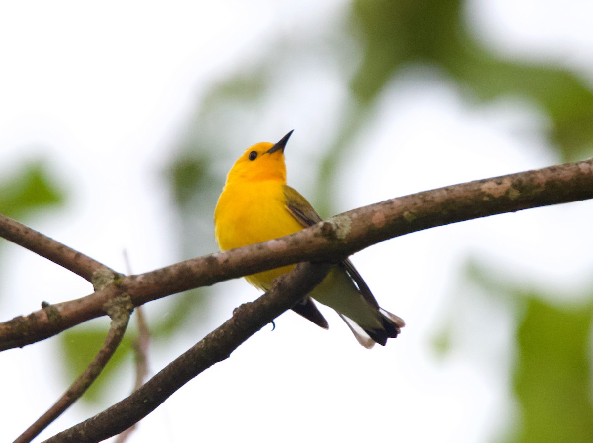 Prothonotary Warbler - ML568790941