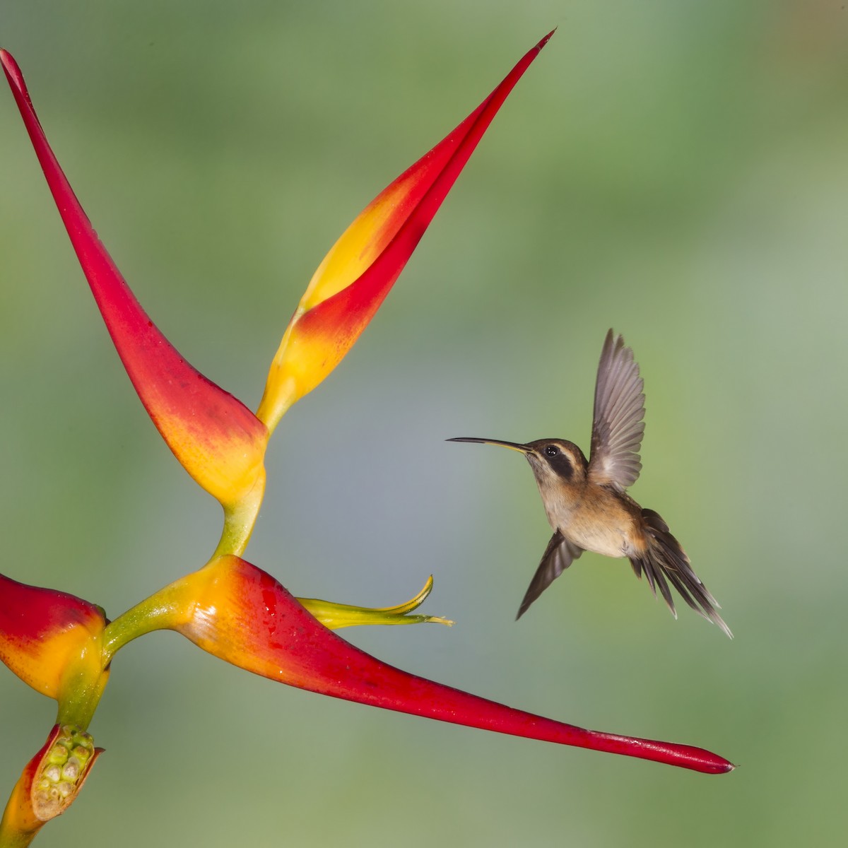 kolibřík proužkohrdlý - ML56879121