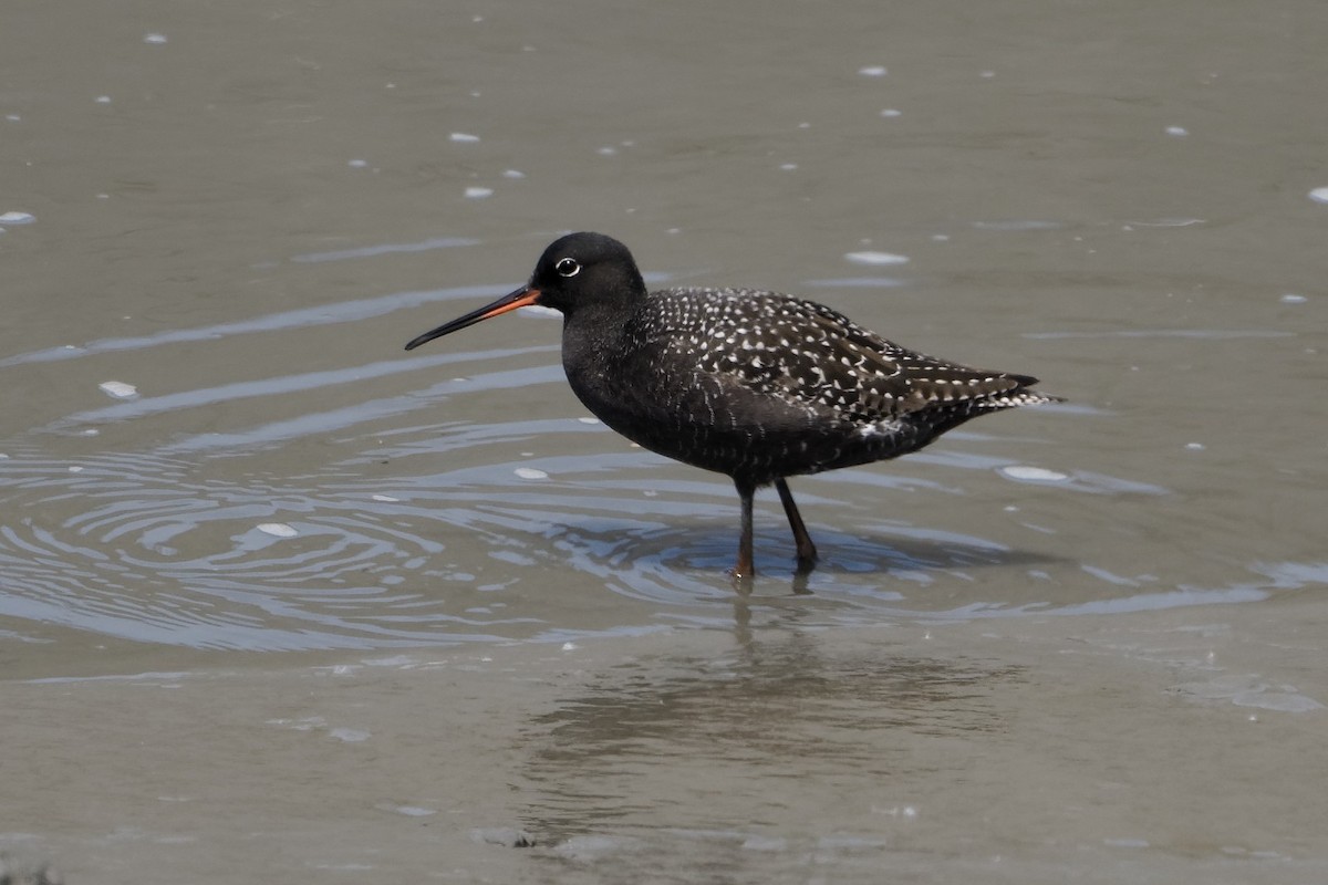 Spotted Redshank - ML568791681