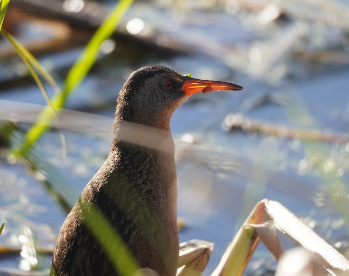 Virginia Rail - ML568792061