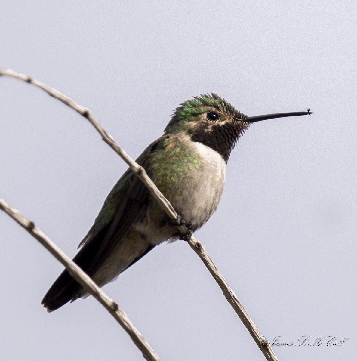 Broad-tailed Hummingbird - ML568792101