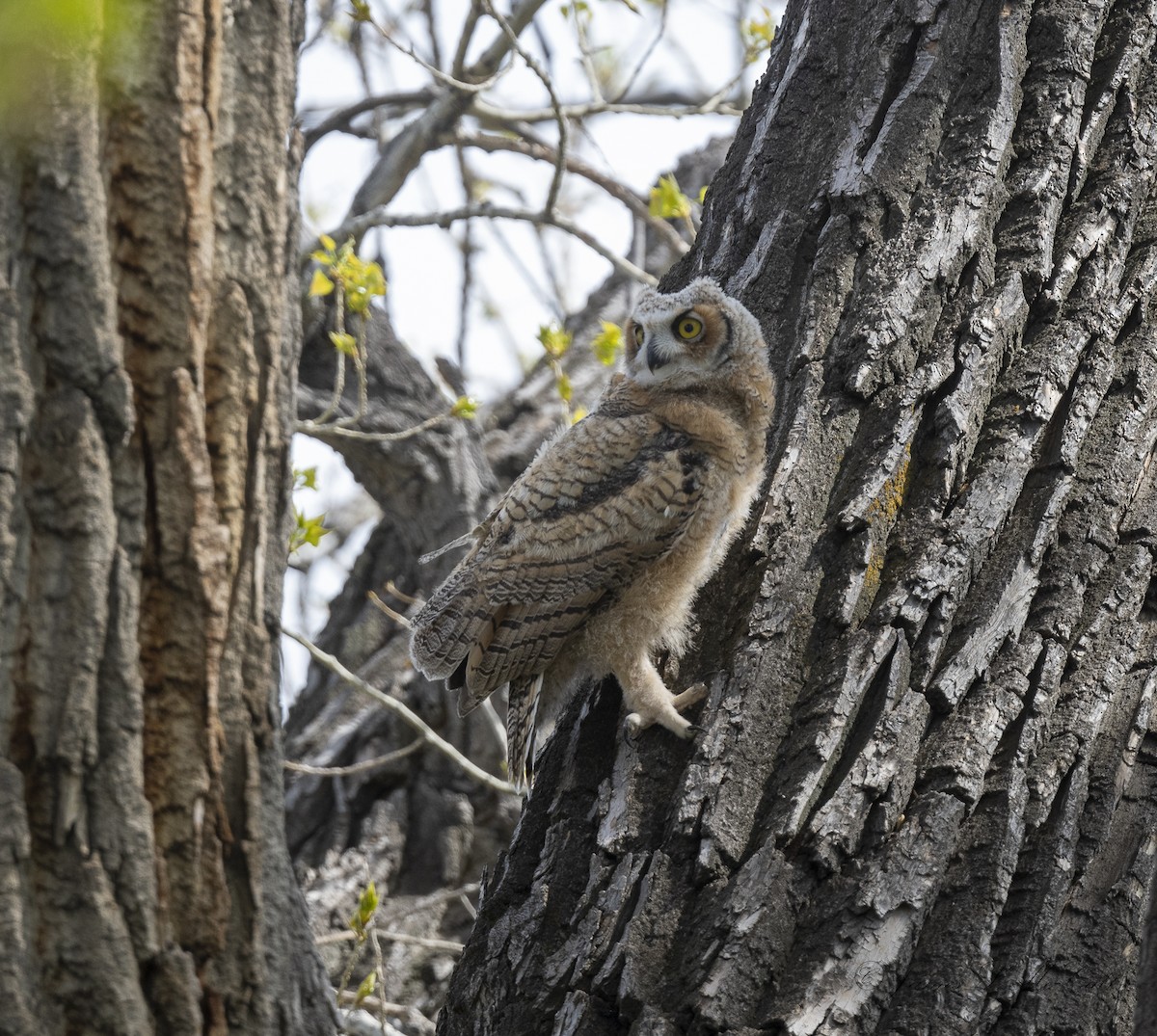 Great Horned Owl - ML568792401