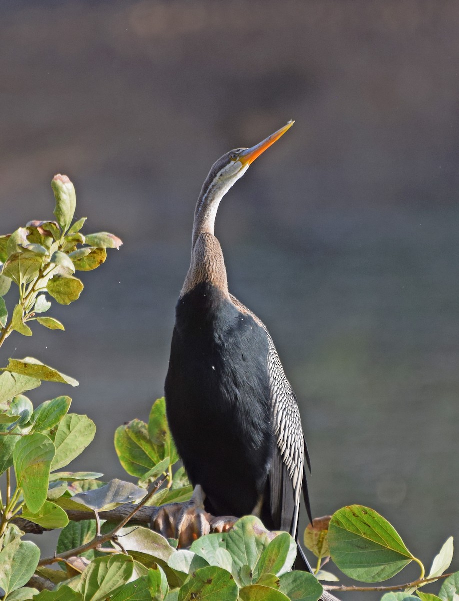 Anhinga Asiática - ML568793761