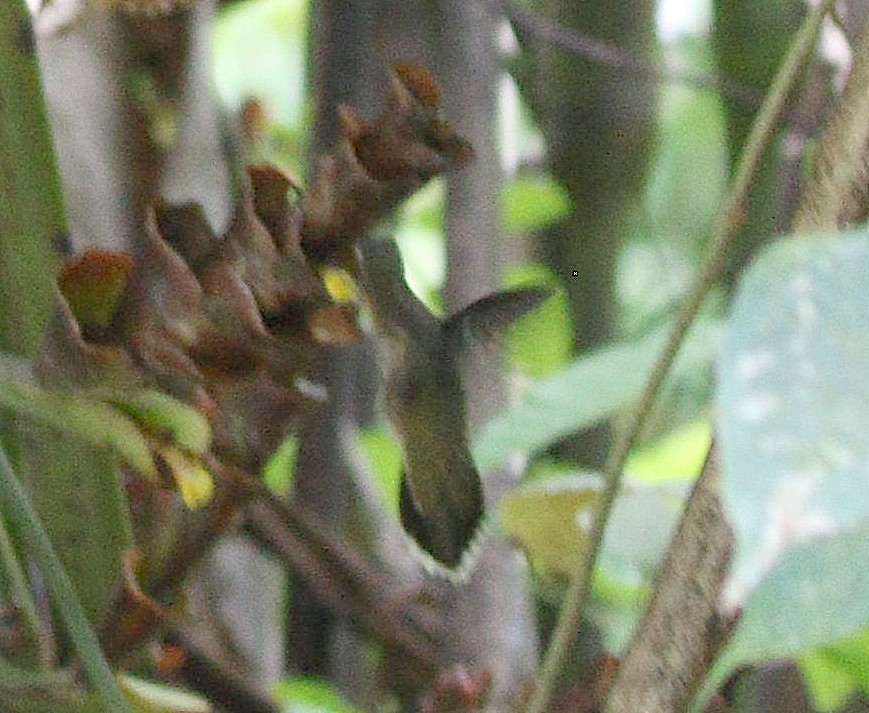 Полосатохвостый колибри-отшельник - ML568794141