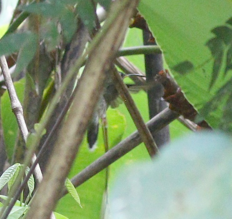Полосатохвостый колибри-отшельник - ML568794151